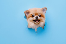 Portraite Of Cute Fluffy Puppy Of Pomeranian Spitz Climbs Out Of Hole In Colored Background. Little Smiling Dog On Bright Trendy Blue Background. Free Space For Text.