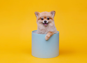 Portraite of cute fluffy puppy of pomeranian spitz. Little smiling dog sitting in blue gift box on bright trendy yellow background. Free space for text.