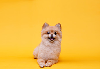 Wall Mural - Portraite of cute fluffy puppy of pomeranian spitz. Little smiling dog lying on bright trendy yellow background. Free space for text.