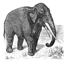 Mastodon In The Old Book The Main Ideas Of Zoology, By E. Perie, 1896, S.-Petersburg