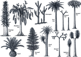 Prehistoric plant collection, illustration, drawing, engraving, ink, line art, vector