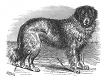 Image Of Newfoundland Dog In The Old Book The Encyclopaedia Britannica, Vol. 7, By C. Blake, 1877, Edinburgh