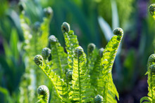 Young Fern Plants In Nature. Spiral Shape On Young Green Plants In Forest