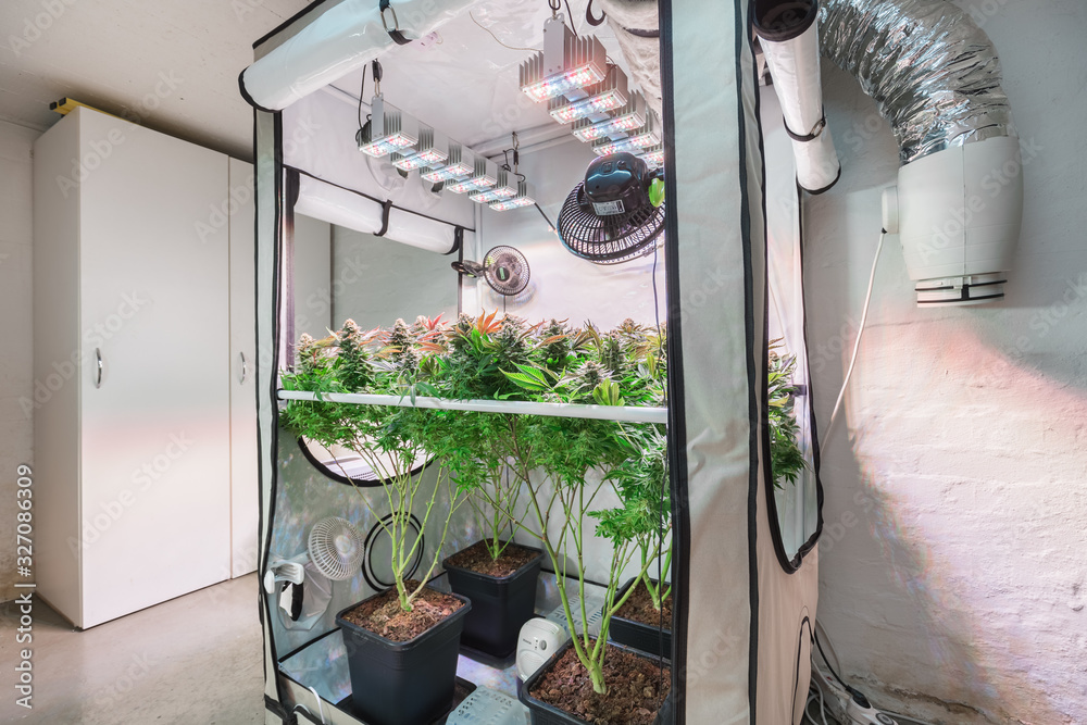 Shot of a cannabis plants growing in a grow tent during flowering stage - obrazy, fototapety, plakaty 