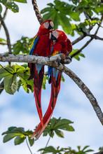 Scarlet Macaws Cuddling While Perching In A Tree In Costa Rica
