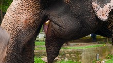 Closeup 4k Video Of Indian Elephant Eating Fruits From Woman's Hand In Elephant Sanctuary