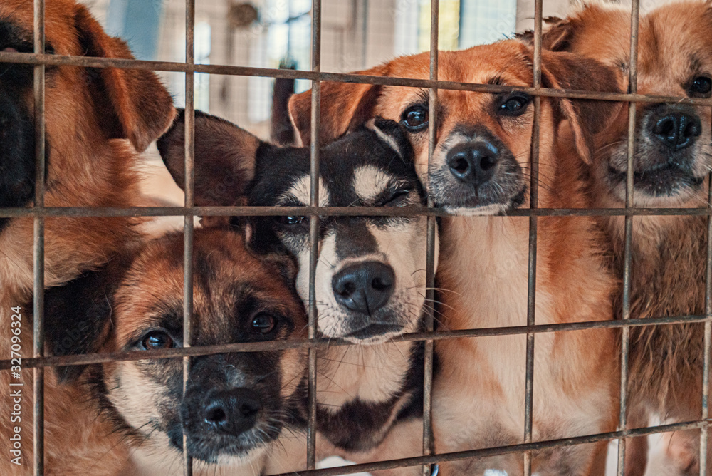 Unwanted and homeless dogs of different breeds in animal shelter. Looking and waiting for people to come adopt. Shelter for animals concept - obrazy, fototapety, plakaty 