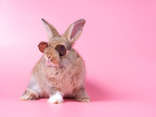 Red-brown Cute Baby Rabbit Wearing Glasses Sitting On Pink Background. Lovely Action Of Young Brown Rabbit.