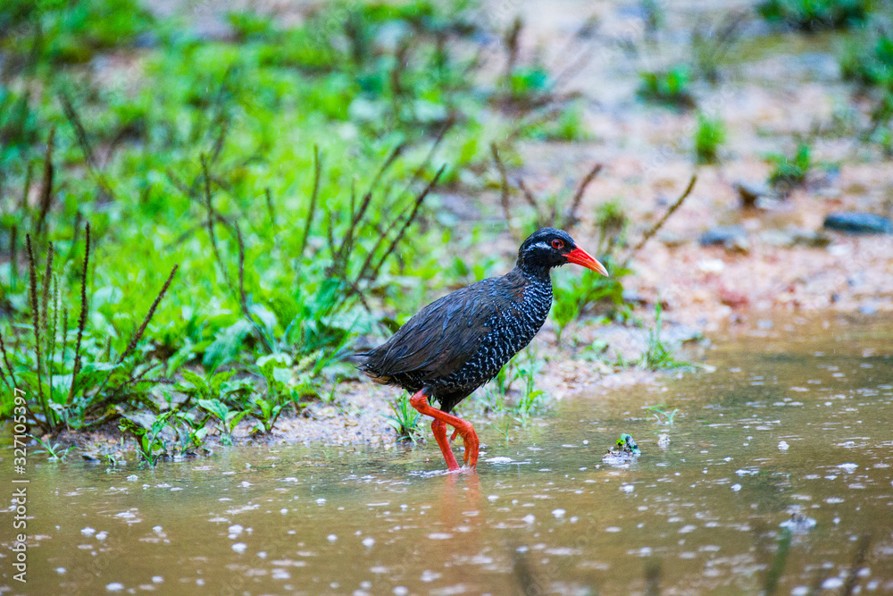 岸本ウラチ　ヤンバルクイナ 沖縄本部【公式】オキナワ ハナサキマルシェ