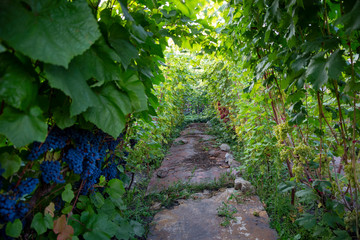 Wall Mural - Beautiful summer sunset over the vineyard. Viticulture in the middle lane.