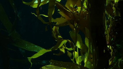 Wall Mural - Light rays filter through a Giant Kelp forest. Macrocystis pyrifera. Diving, Aquarium and Marine concept. Underwater close up of swaying Seaweed leaves. Sunlight pierces vibrant exotic Ocean plants.