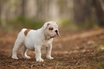 Wall Mural - Cute English bulldog puppy of red and white color on a walk in the woods. Place for the inscription. Concept: veterinary medicine, breed, dog care.