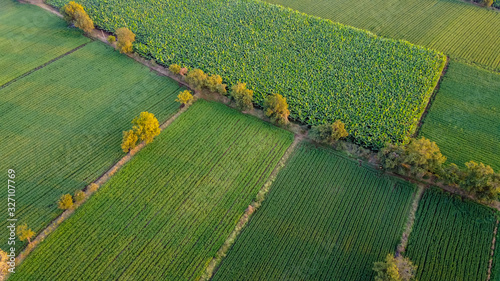 Cuadros en Lienzo Ariel top view of agriculture field