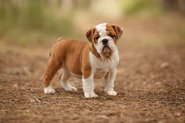 Wall Mural - Cute English bulldog puppy of red and white color on a walk in the woods. Place for the inscription. Concept: veterinary medicine, breed, dog care.