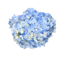 Blue Hydrangea Flower