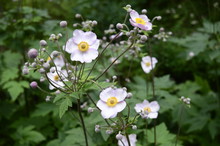 Closeup Anemone Hupehensis Known As Japanese Anemone With Blurred Background In Garden