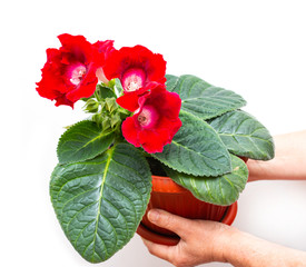 red home velvet flower on a white background