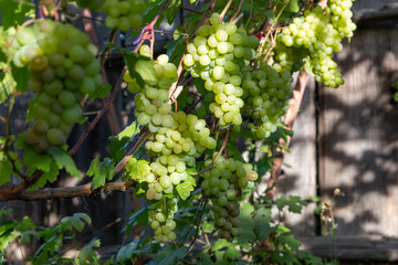 Wall Mural - Green grapes ripen on a branch shined on sunshine.