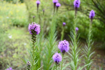 Wall Mural - Colseup liatris elegans known as pinkscale gayfeather with blurred background in summer garden