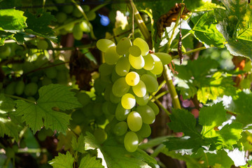 Wall Mural - Bunch of green grapes ripen on the bright sun. Grapes shine beautifully in the sun