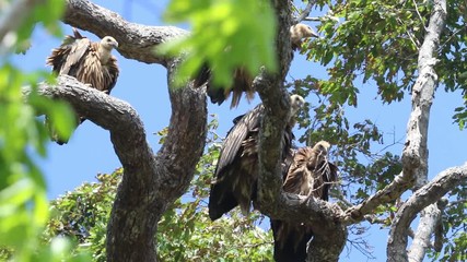 behavior of the himalayan vulture