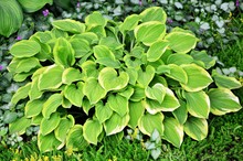 Luxury Hosta Golden Tiara With Green And Yellow Leaves In The Garden Close-up