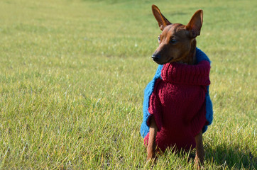 A dog in clothes is sitting on a green lawn.