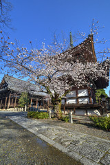 Wall Mural - 本法寺の桜