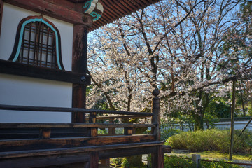 Wall Mural - 本法寺の桜