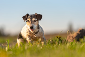 Wall Mural - Portrait of a small cute Jack Russell Terrier dog outdoor in nature against a blue sky