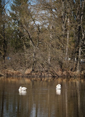 2 schwäne im moorsee