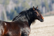 Portrait Of Beautiful Dark Bay Draft Horse With Long Mane And With Bridle On Natural Background, Head Closeup.