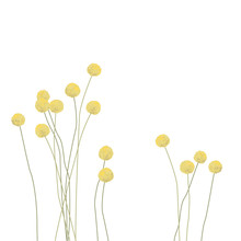 Craspedia.Garden Yellow, Spherical Flowers. Floral Flowers. Summer Plants. Botanical Vector Illustration. Floral Print. Spring Card