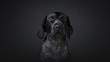 Hunting dog deutsch dahthaar on dark grey background studio photo