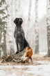 Hunting dog deutsch drahthaar in birch forest