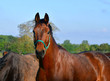 Portrait of a beautiful bay warmblood horse.