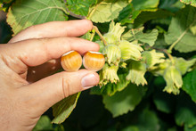 Hazelnut Garden. Hazelnuts In A Green Shell On The Branches In The Hand. Fruits And Flowers