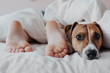 Legs of a child under a white blanket next to a cute dog Jack Russell Terrier. Selective focus.