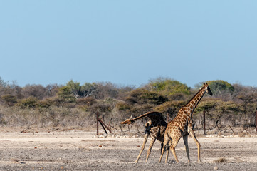 Two Male Angolan Giraffes - Giraffa giraffa angolensis- fighting by hitting each other with their long necks. Etosha National Park, Namibia.