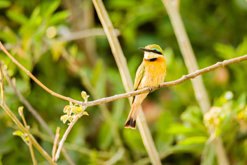 Canvas Print - Little Bee Eater