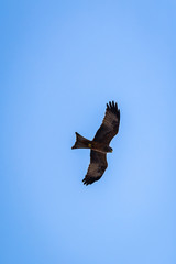 Canvas Print - Yellow Billed Kite