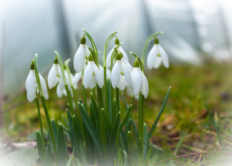  A bush of white snowdrops, in raindrops, on a blurred background.