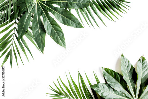Tropical palm leaves Aralia isolated on white background. Tropical nature con...