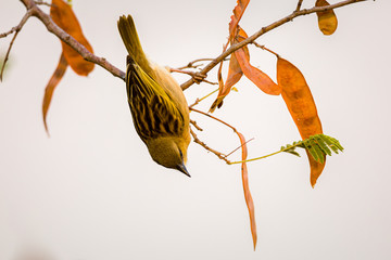 Wall Mural - Webervogel