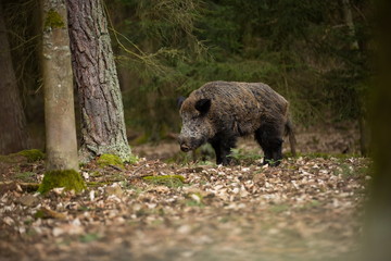 Wall Mural - Sus scrofa. Free nature. Beautiful picture. Animal life. Wild nature of the Czech Republic. Animal in the forest. Deep forest.