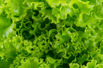 lettuce background texture