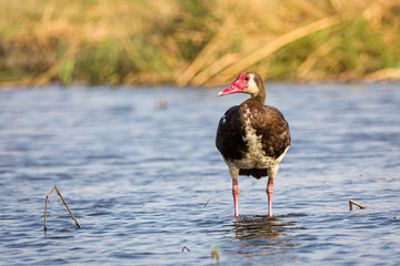 Canvas Print - Spurwinged Goose