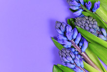 Purple Hyacinth Spring Flowers On Right Side Of Violet Background With Blank Copy Space