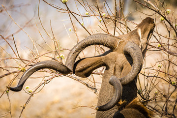 Canvas Print - Kudu Antilope