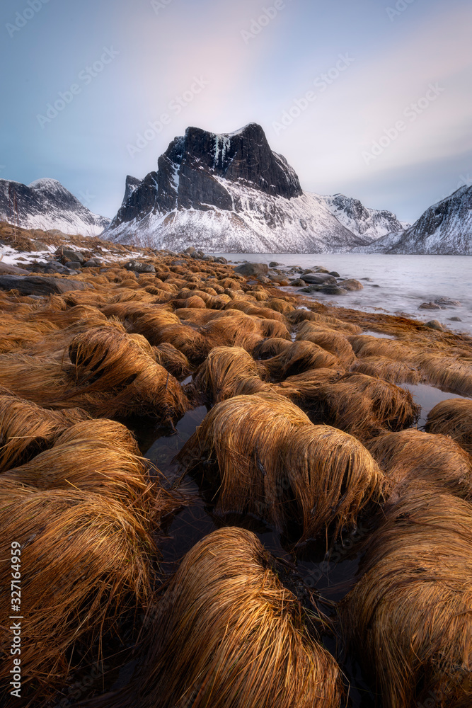 Bergsbotn is a small village on the island of Senja, it lies on a fjord surrounded by the most beautiful mountains. At low tide I had a nice foreground with the grass falling over the stones. - obrazy, fototapety, plakaty 